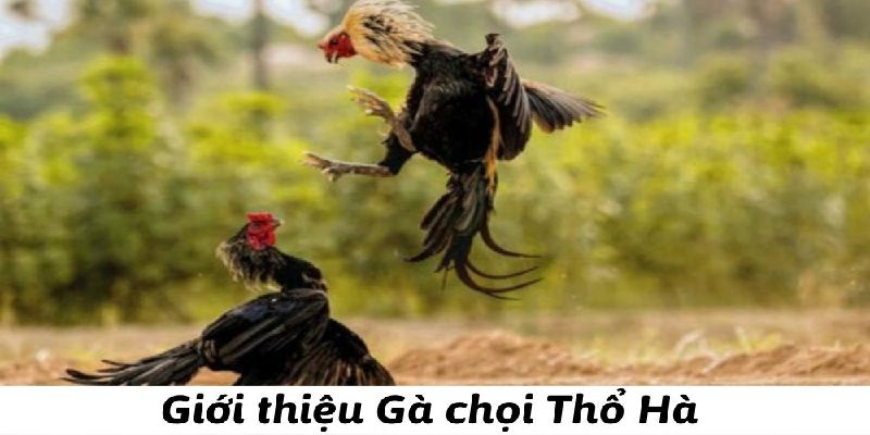 Gà chọi Thổ Hà - chiến kê xuất sắc