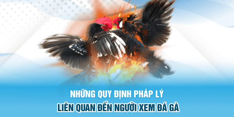 Những quy định pháp lý liên quan đến người xem đá gà