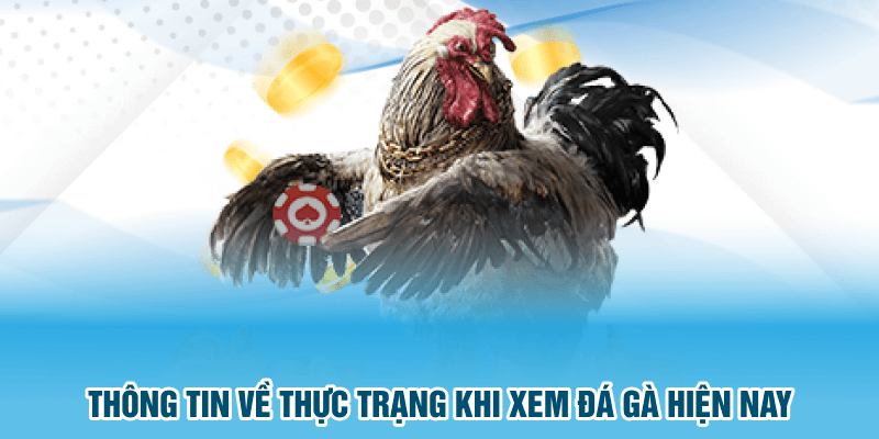 Thông tin về thực trạng khi xem đá gà hiện nay